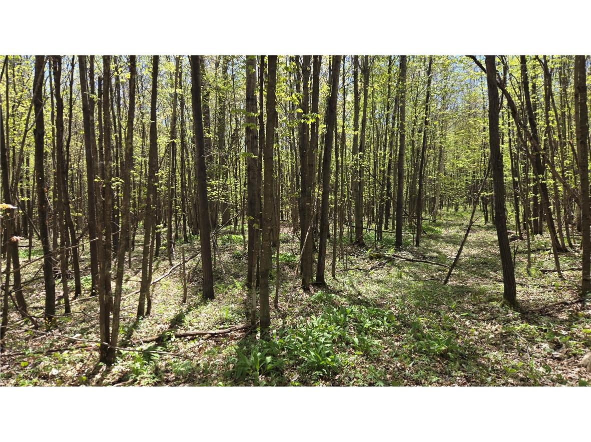 N 900 Joes Road Conrath WI 54731 - Branch of Main Creek 1594406 image51