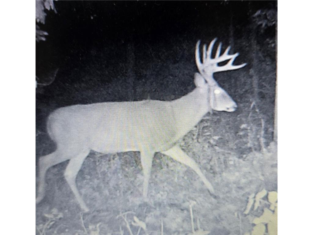 N 900 Joes Road Conrath WI 54731 - Branch of Main Creek 1594406 image6