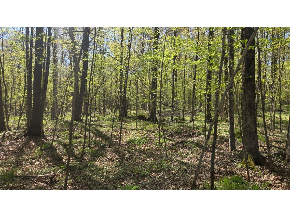 N 900 Joes Road Conrath WI 54731 - Branch of Main Creek 1594406 image7