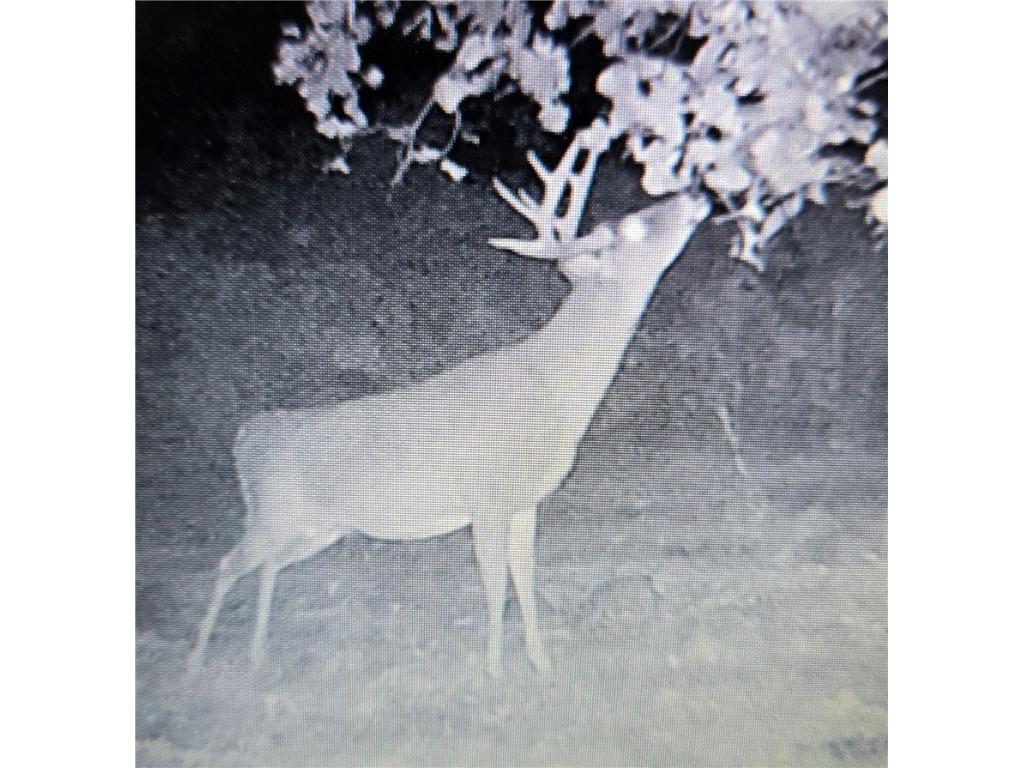 N 900 Joes Road Conrath WI 54731 - Branch of Main Creek 1594406 image8