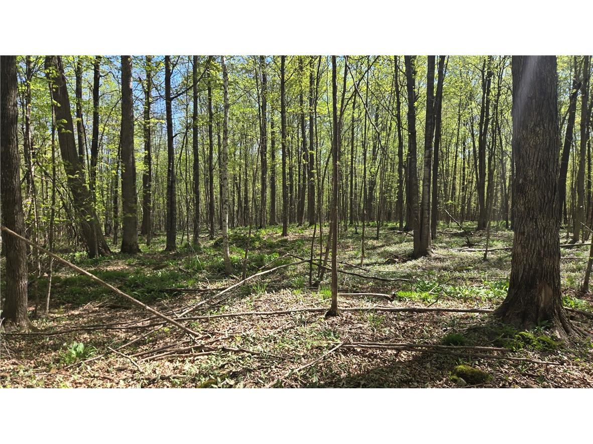 N 900 Joes Road Conrath WI 54731 - Branch of Main Creek 1594406 image9