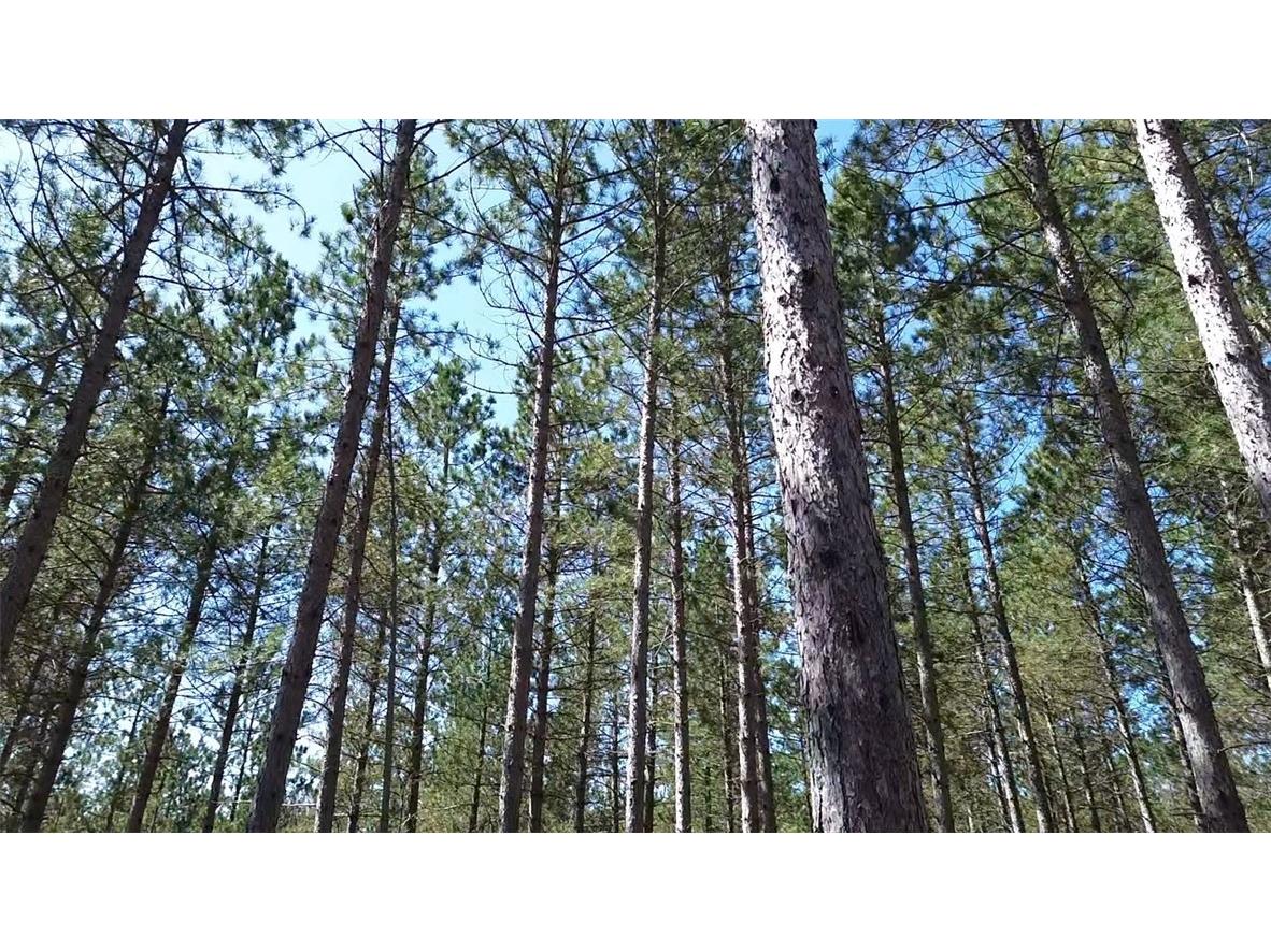 N/A Ellison Lake Road Barnes WI 54873 1591990 image8