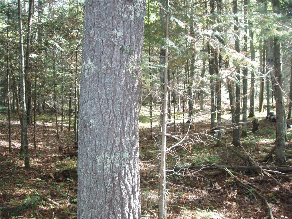 N15671 Evergreen Road Park Falls WI 54552 - Southfork of the Flambeau Rive 1596227 image23