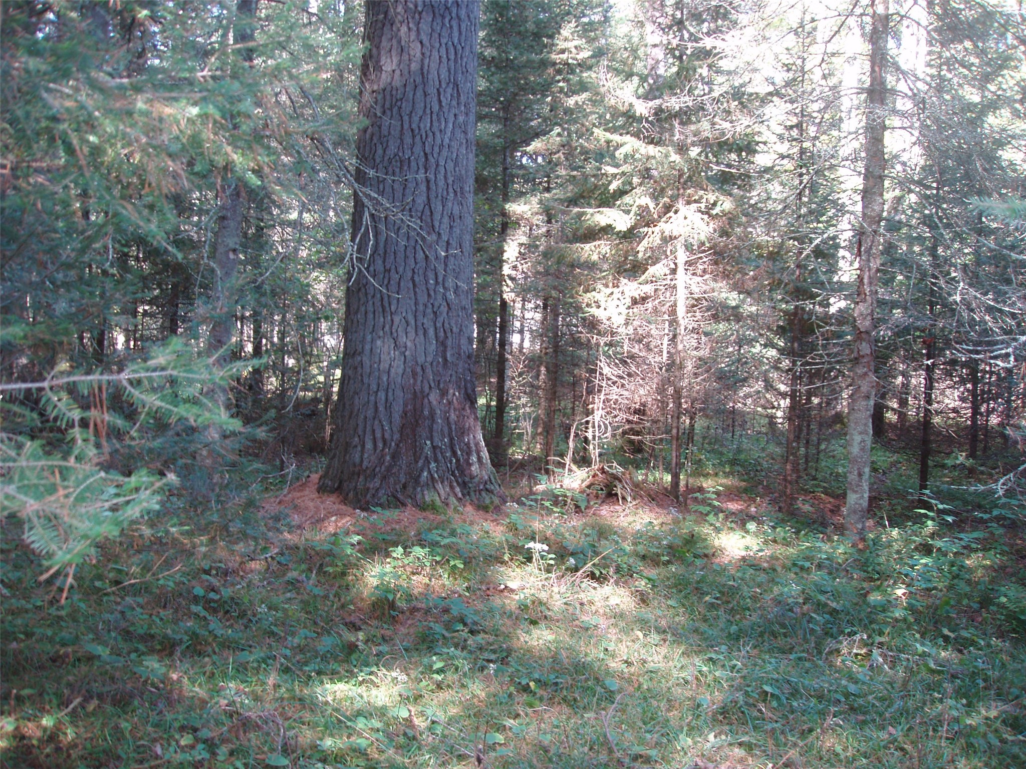 N15671 Evergreen Road Park Falls WI 54552 - Southfork of the Flambeau Rive 1599623 image12