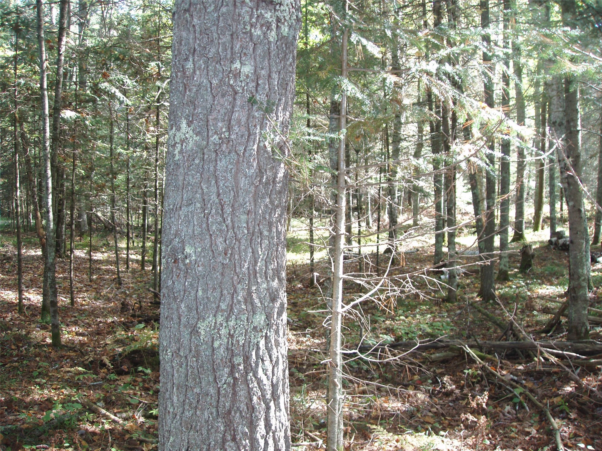 N15671 Evergreen Road Park Falls WI 54552 - Southfork of the Flambeau Rive 1599623 image22
