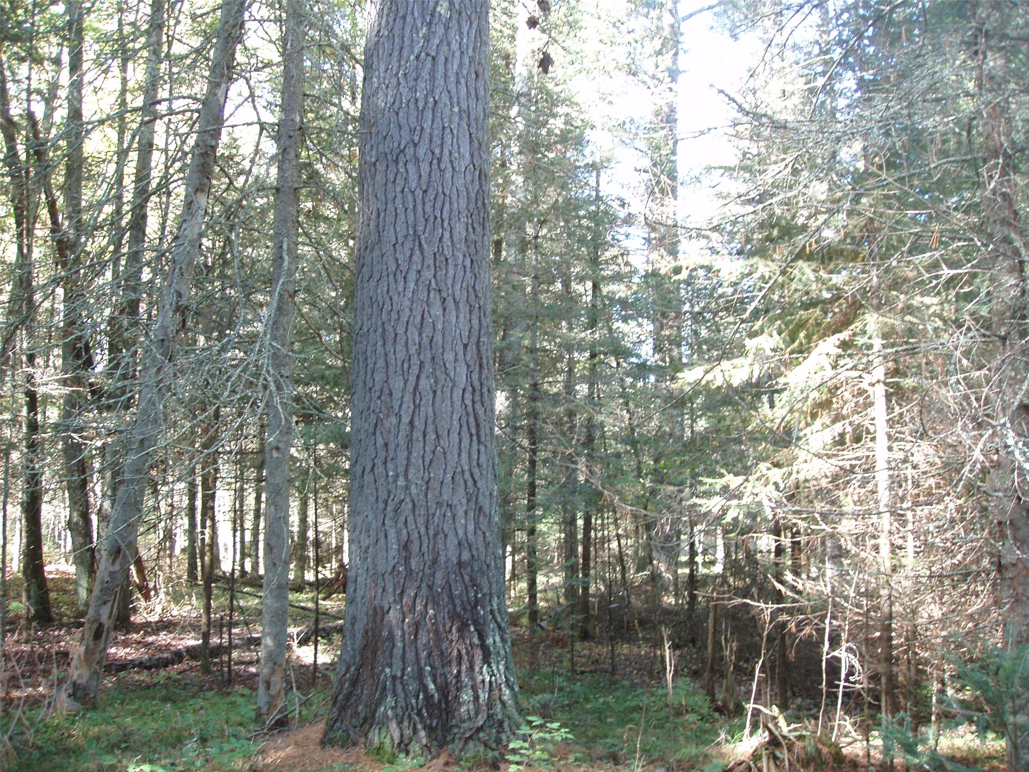 N15671 Evergreen Road Park Falls WI 54552 - Southfork of the Flambeau Rive 1599623 image9