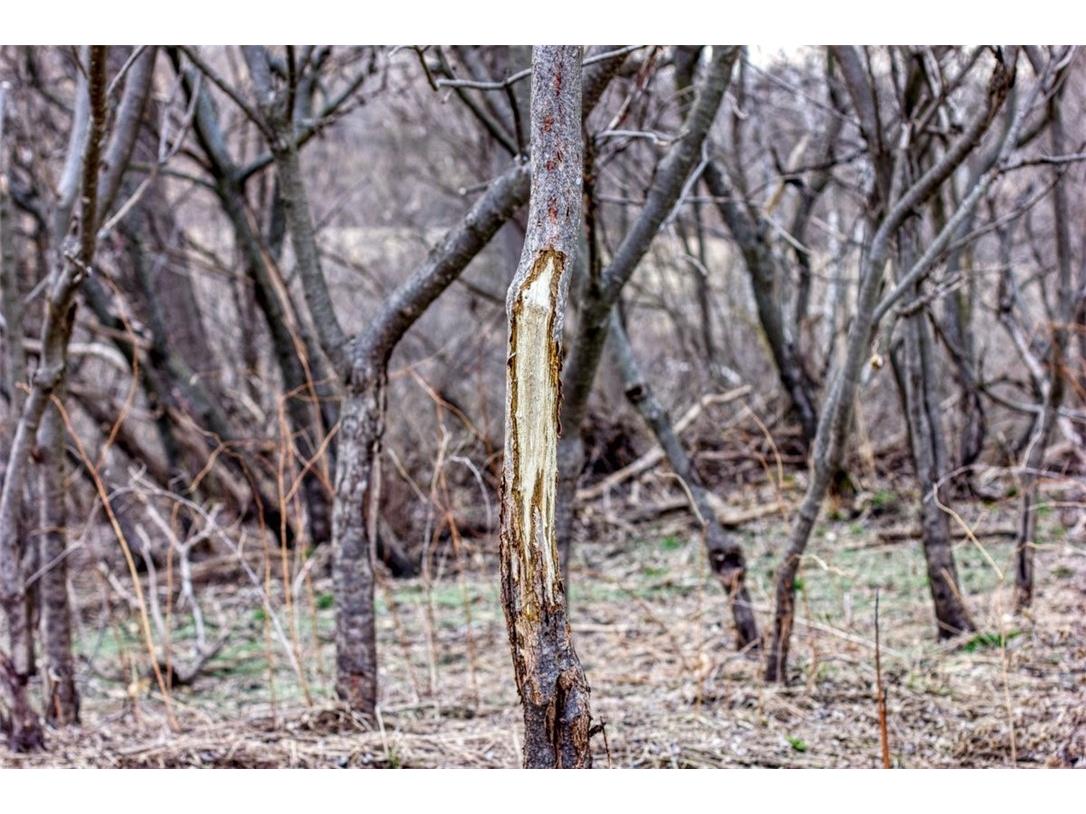 N30732 Square Bluff Road Blair WI 54616 1590574 image50