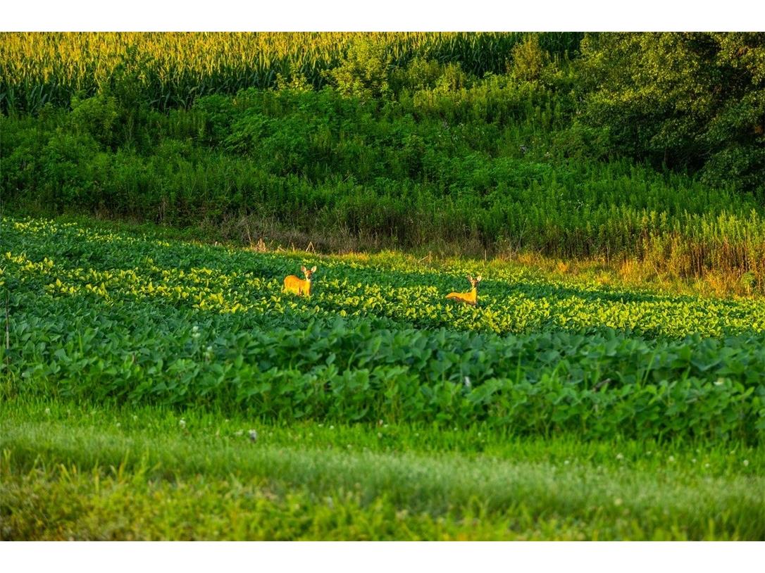 N34701 County Road S Blair WI 54616 - FLY 1594015 image16