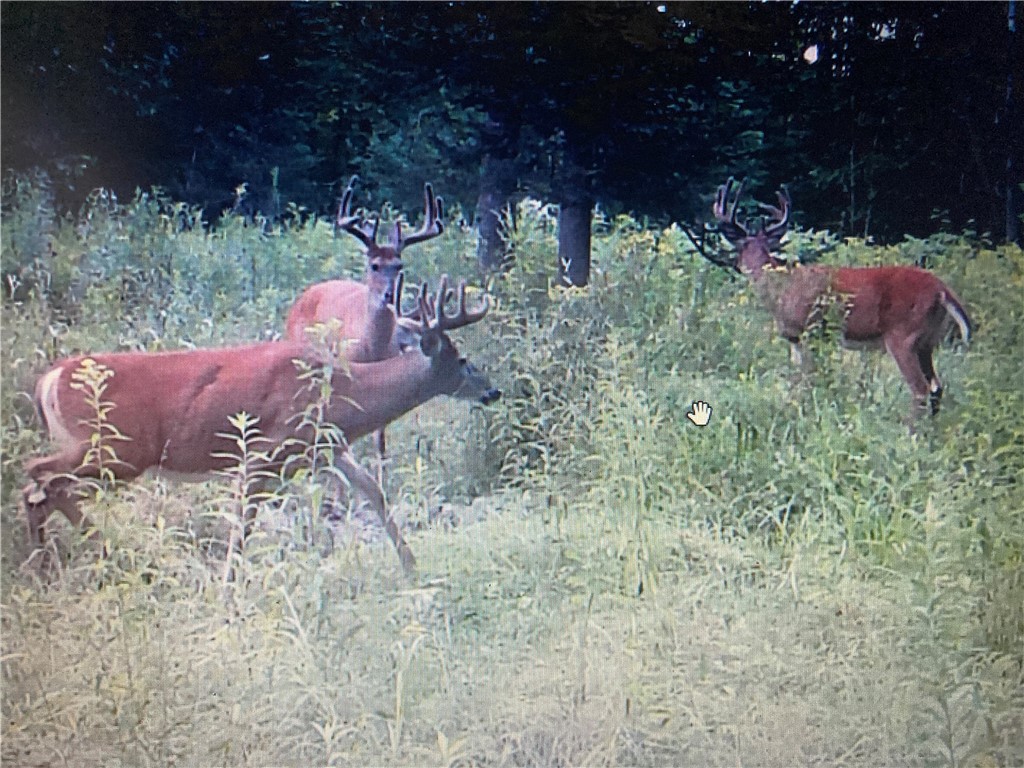 N3711 Cloverland Road Ladysmith WI 54848 1578183 image1