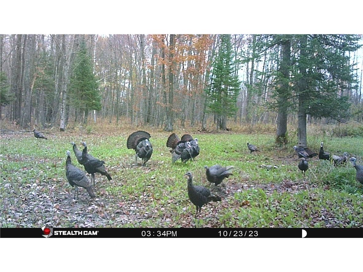 N3711 Cloverland Road Ladysmith WI 54848 1578183 image2