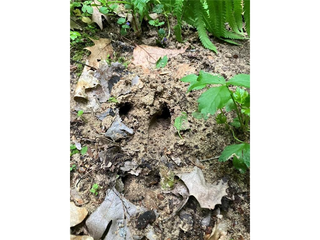 N3953-201 Bear Pen Road Arkansaw WI 54721 1596892 image22