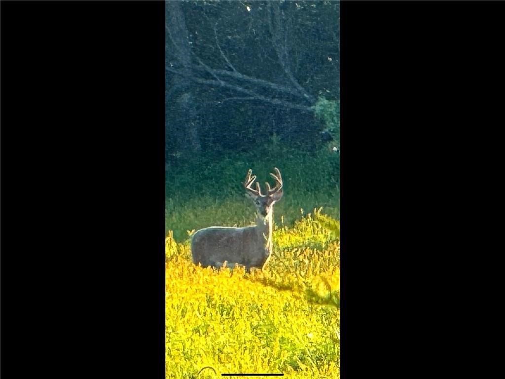 N3953-201 Bear Pen Road Arkansaw WI 54721 1596892 image4