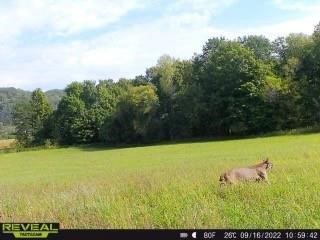 N3953-201 Bear Pen Road Arkansaw WI 54721 1596892 image5