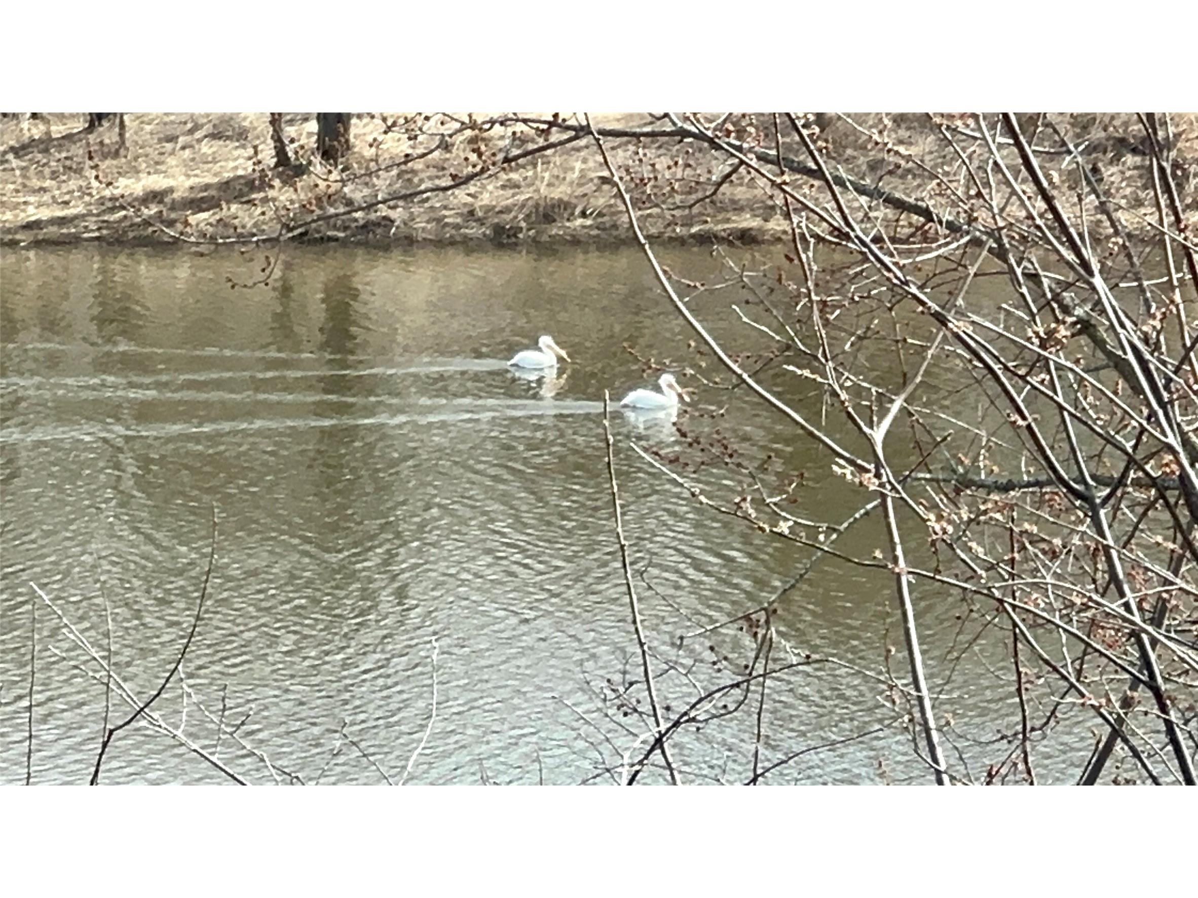 N4548 County Road N Arkansaw WI 54721 - Chippewa River/Dead Lake 1599637 image2