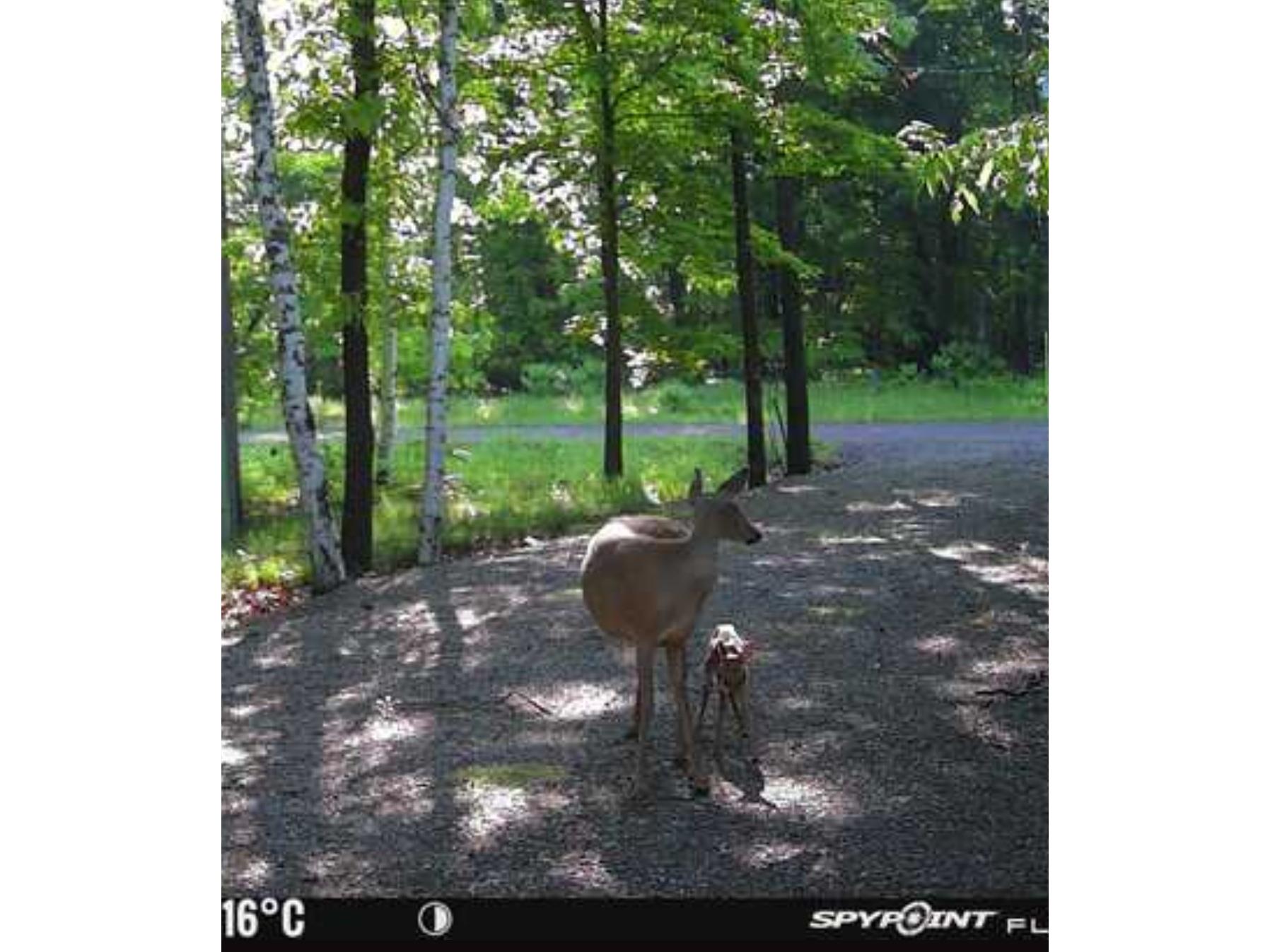 N6209 Deerwood Drive Ladysmith WI 54848 1602627 image17