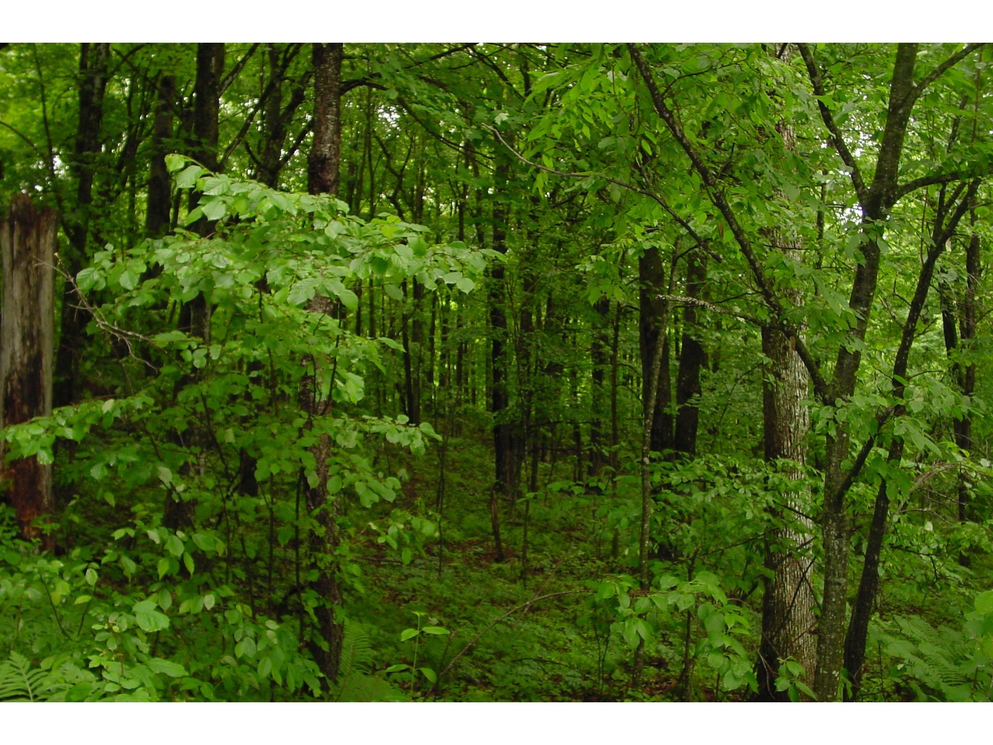 N6659 Kaiser Road Hawkins WI 54530 - LaVerne 1602187 image34