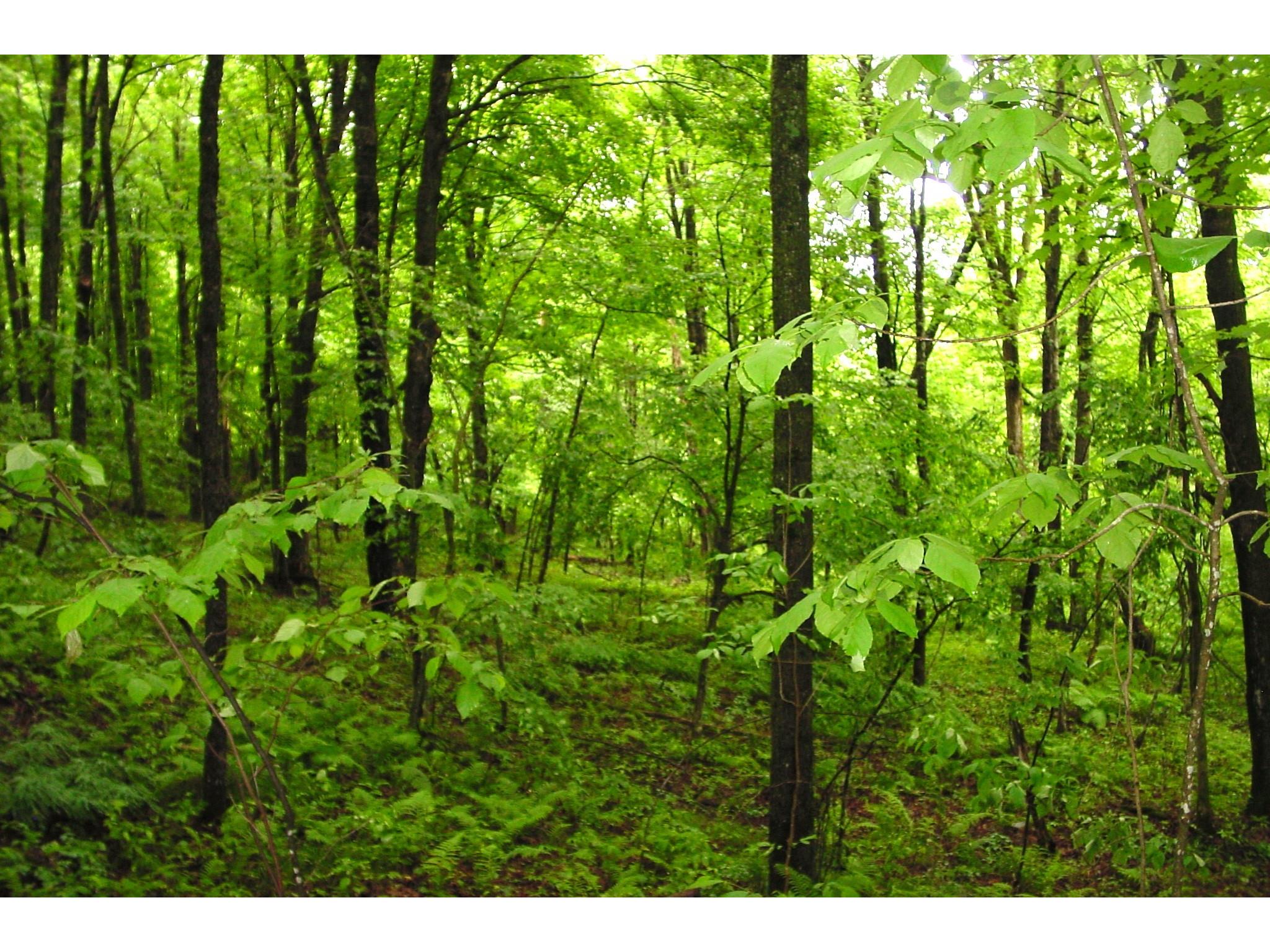 N6659 Kaiser Road Hawkins WI 54530 - LaVerne 1602187 image36