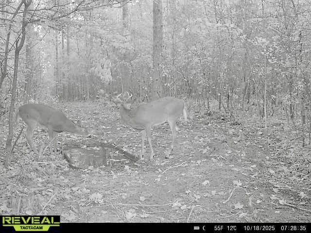 N7791 N 780th Street Colfax WI 54730 1596595 image20