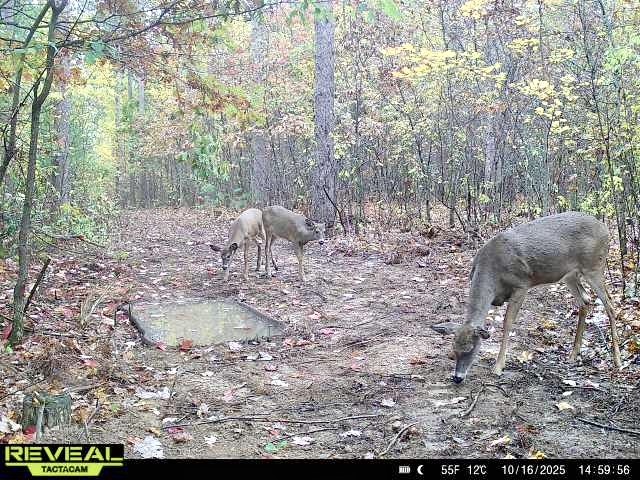 N7791 N 780th Street Colfax WI 54730 1596595 image4