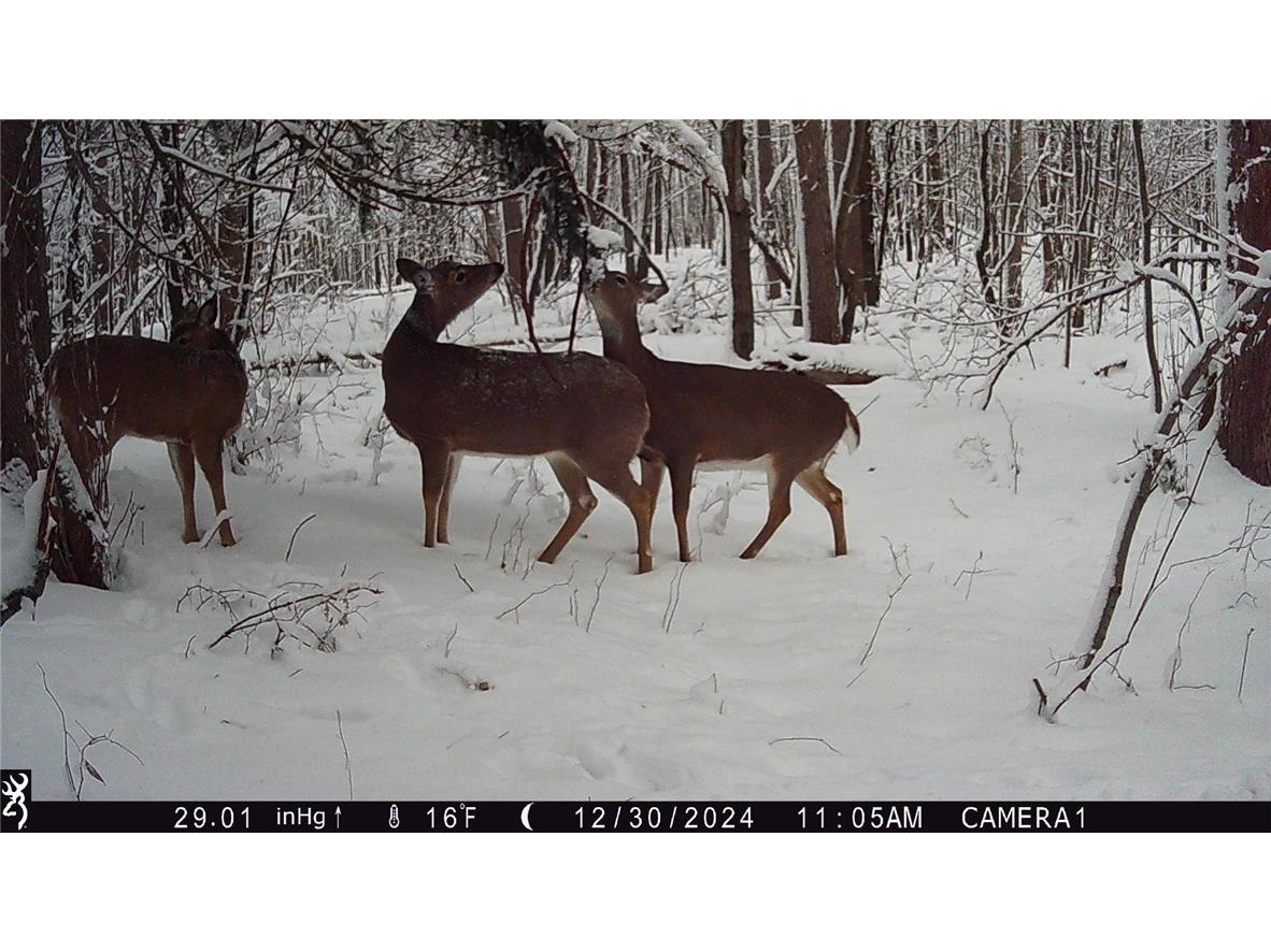 N7897 N 780th Street Colfax WI 54730 1598014 image30