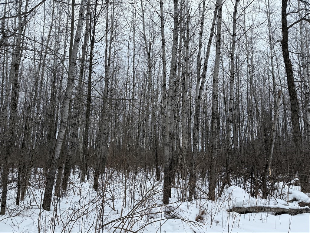 N8280 Winter Road Ladysmith WI 54848 1598303 image29