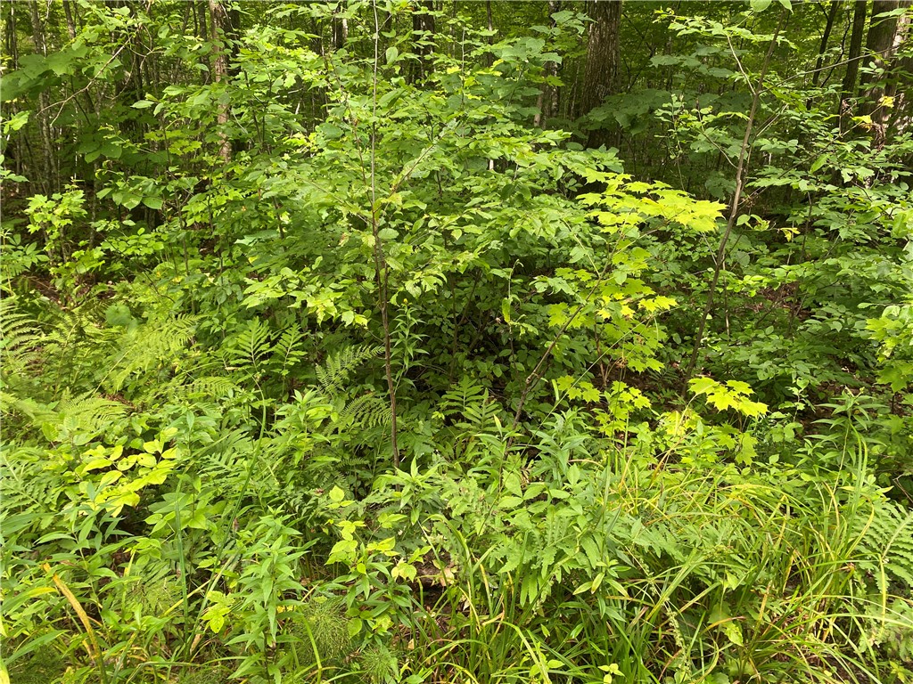 Near County Road W Winter WI 54896 1584871 image2