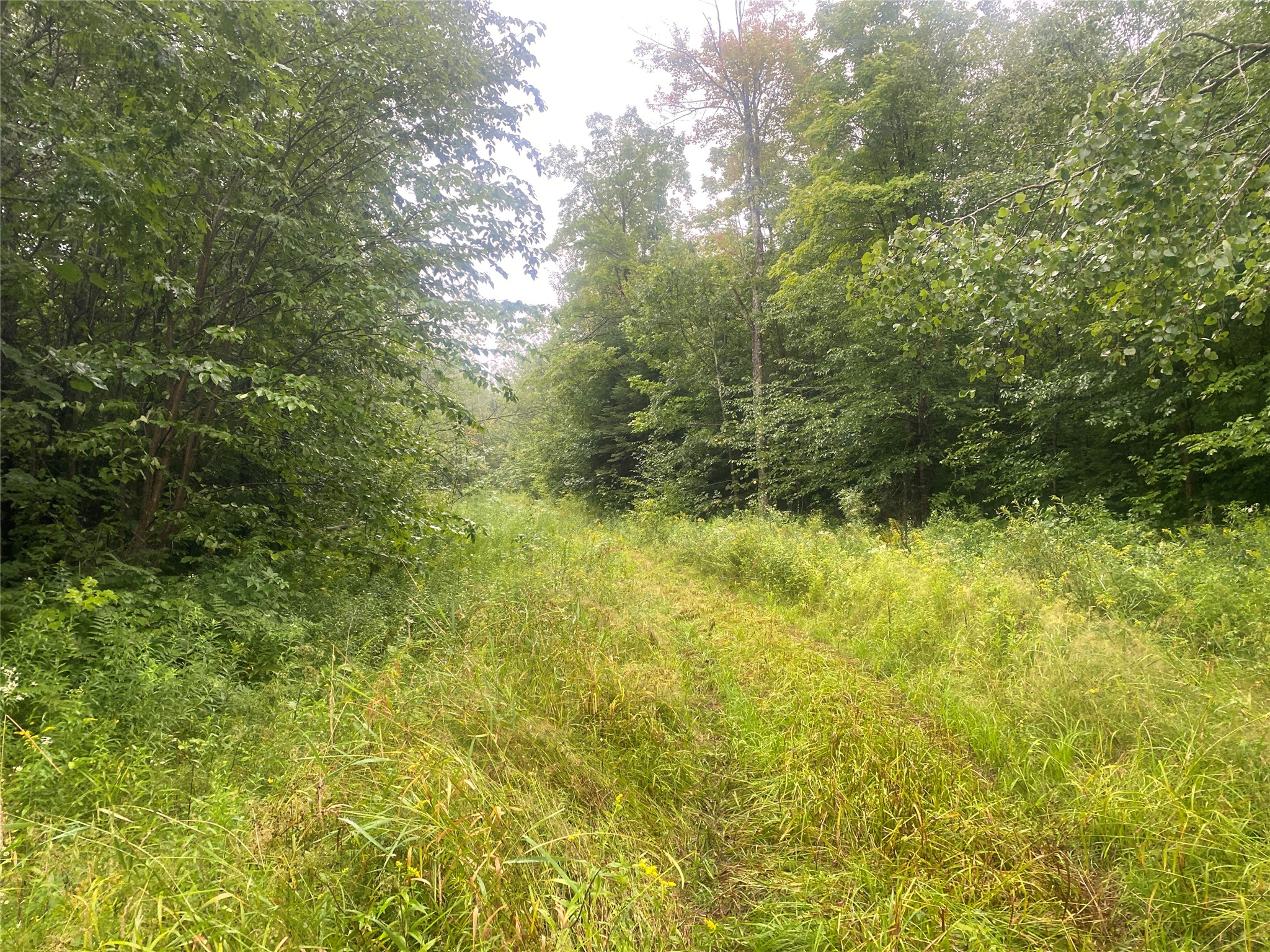 Near Timber Road Catawba WI 54515 1599135 image1