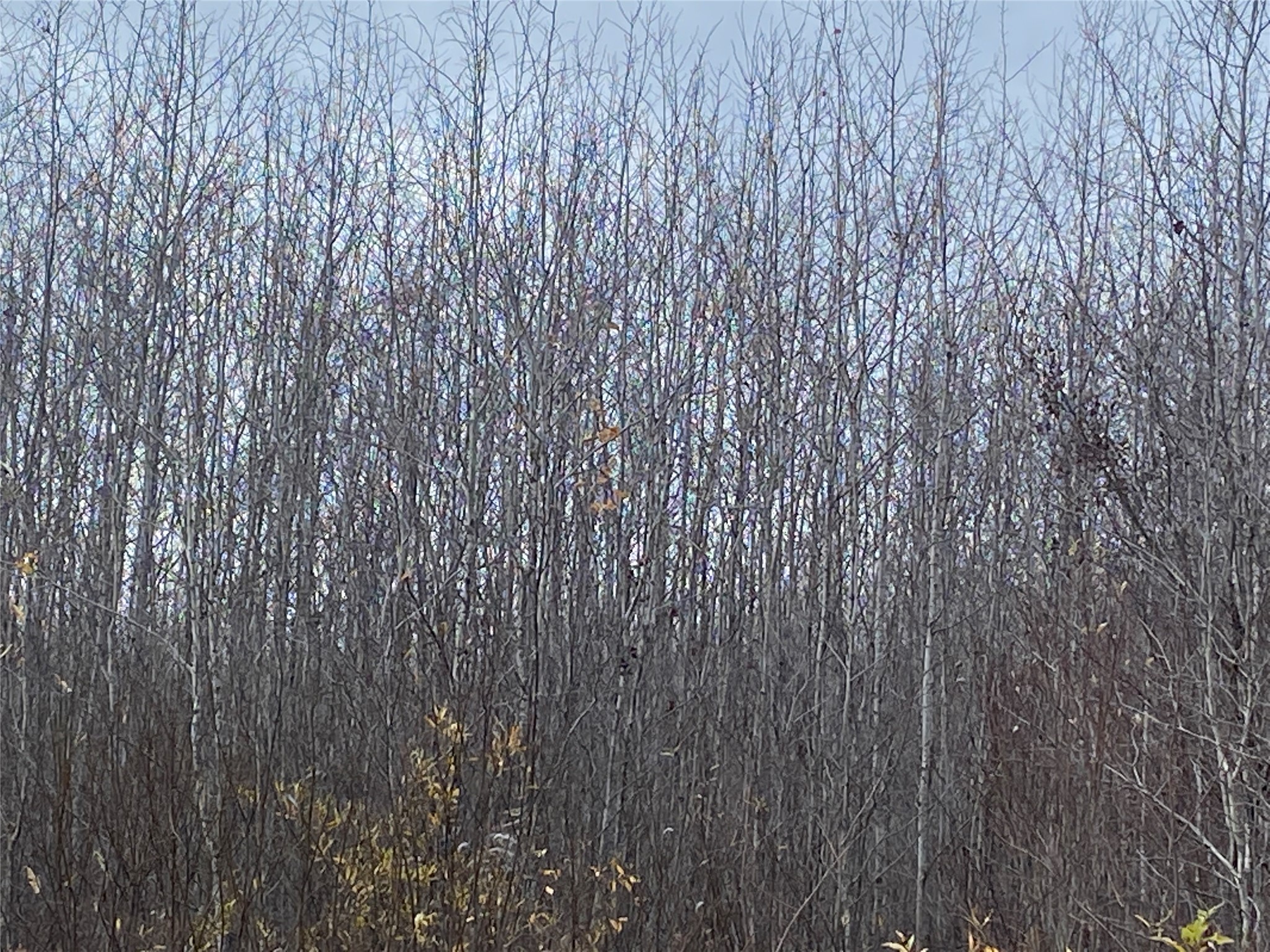 Near Timber Road Catawba WI 54515 1599135 image6