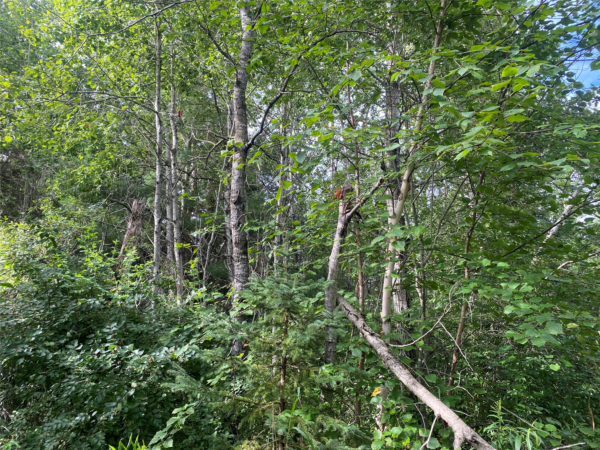 ON Delap Lane Couderay WI 54828 1599289 image1