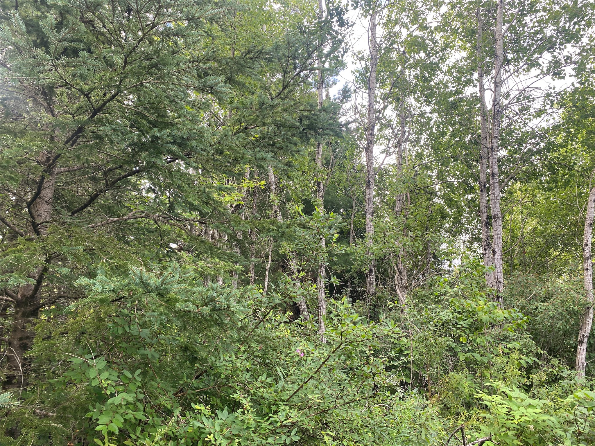 ON Delap Lane Couderay WI 54828 1599289 image4