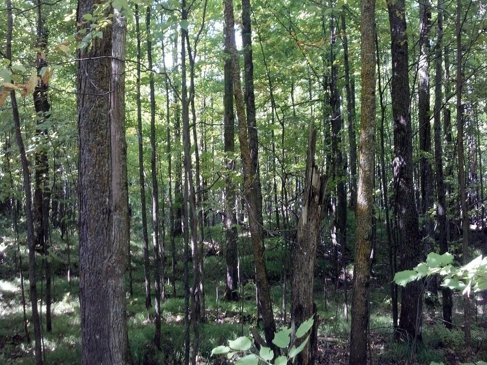 ON E Altamont Road Mason WI 54856 1579638 image1