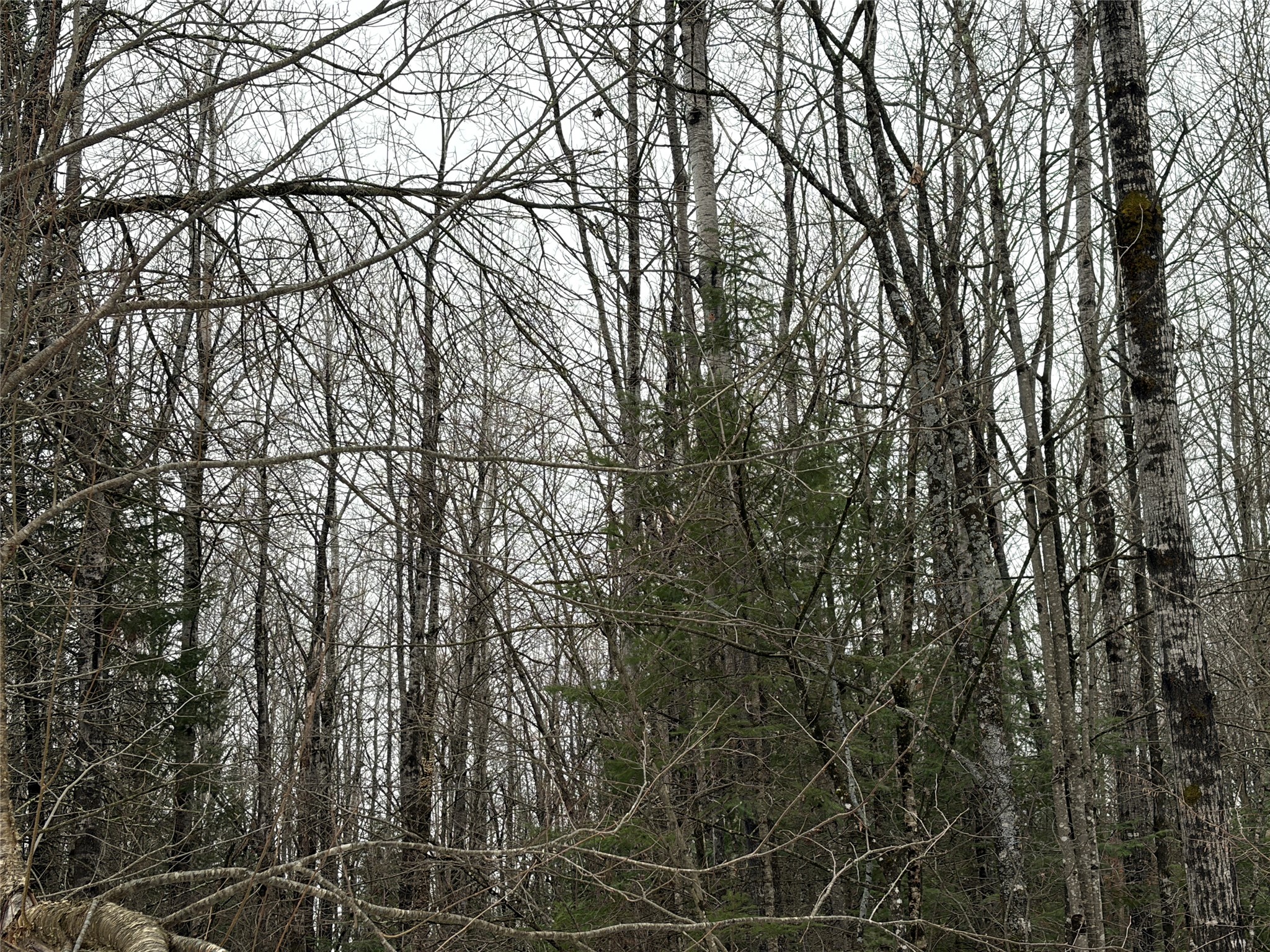 ON N Hofer Road Couderay WI 54828 1599291 image3
