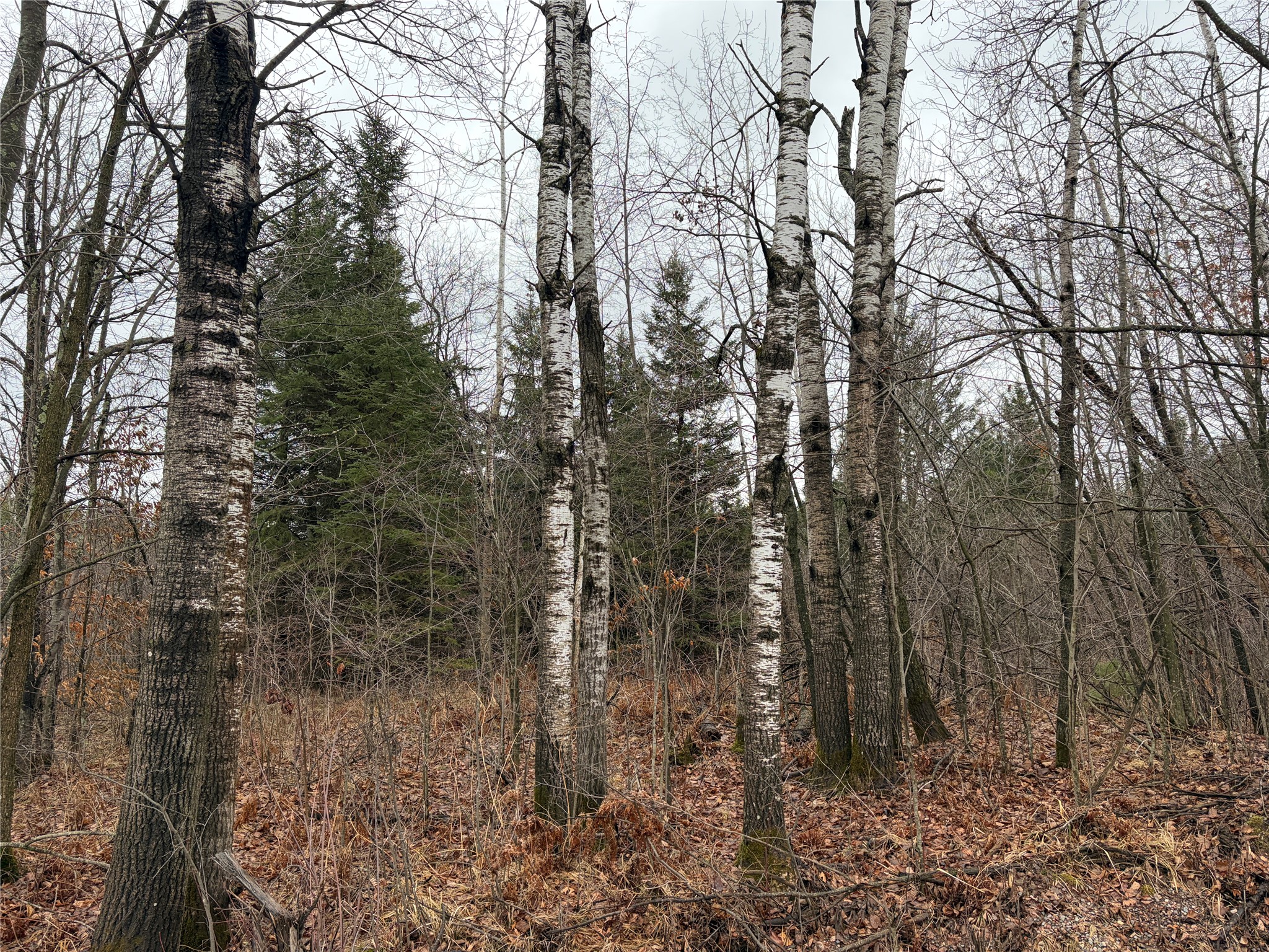 ON Sheep Camp Road Ladysmith WI 54848 1599295 image4