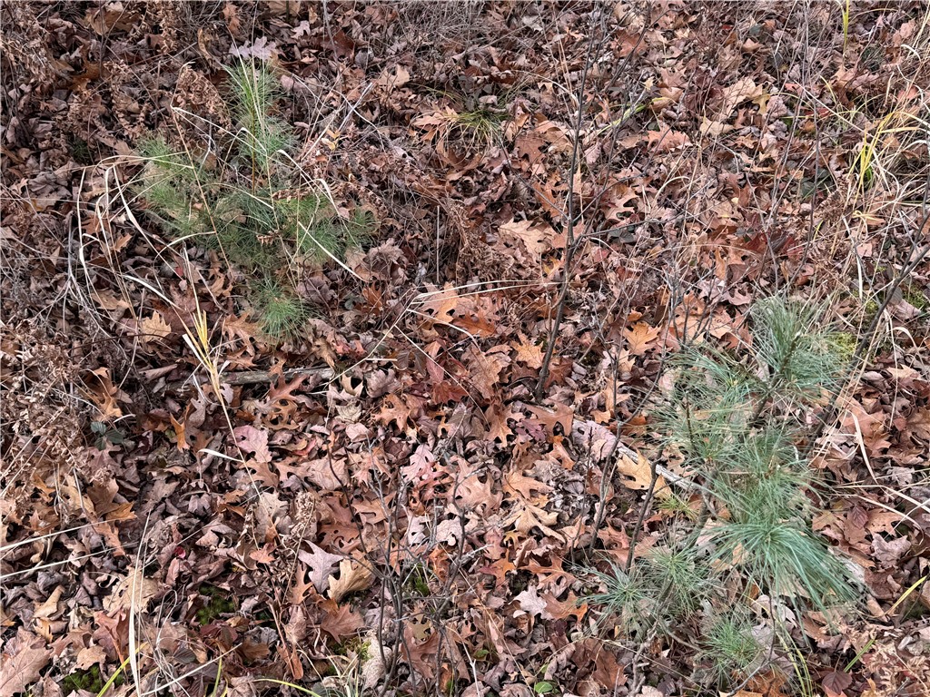 OOO County Rd. W Granton WI 54436 1596882 image18