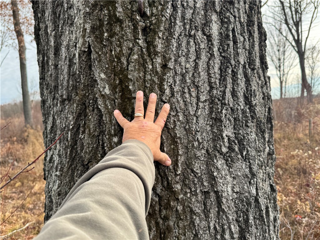 OOO County Rd. W Granton WI 54436 1596882 image24