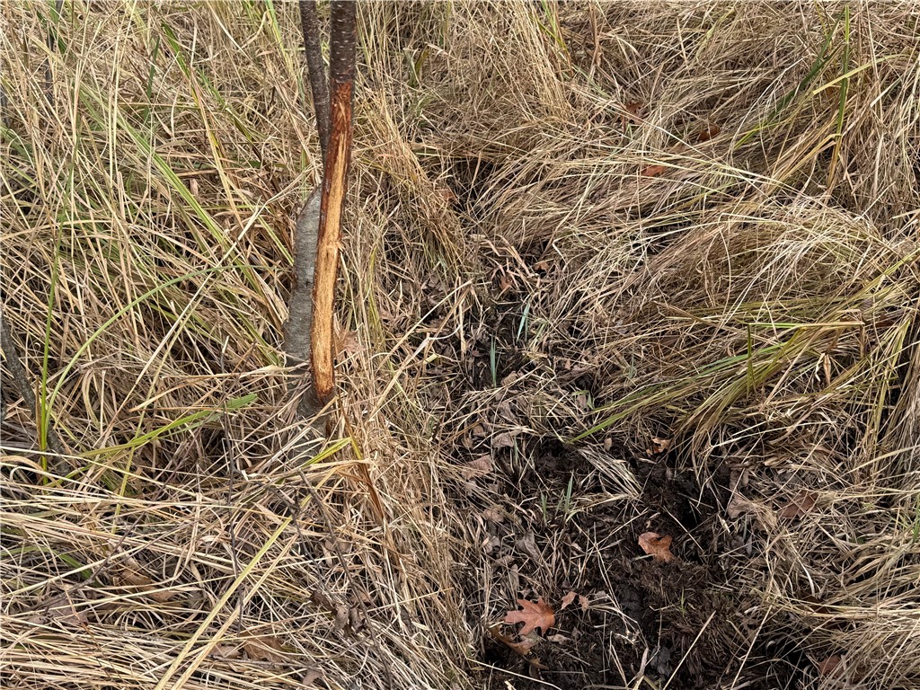 OOO County Rd. W Granton WI 54436 1596882 image9