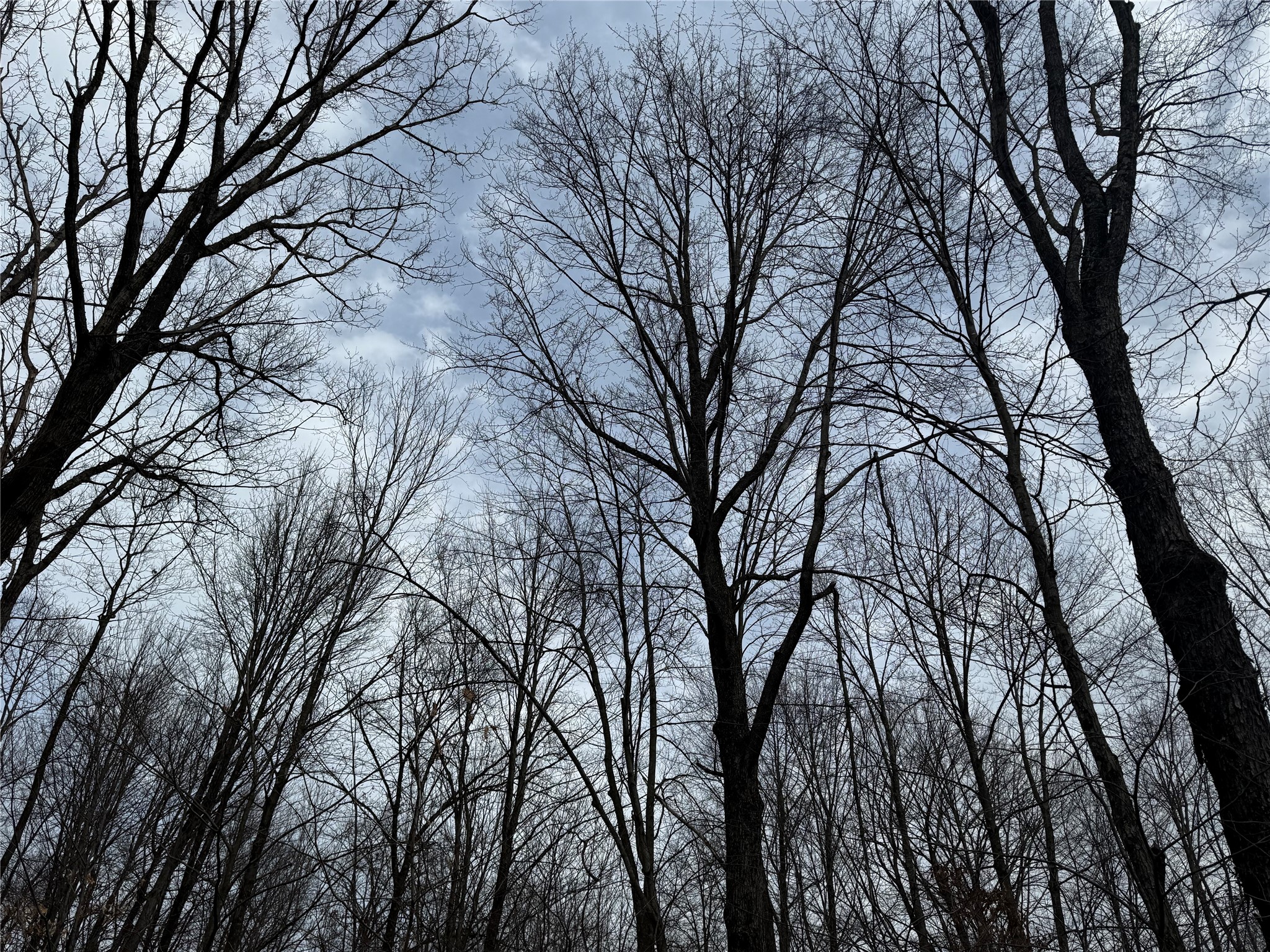 OOO Maple Granton WI 54436 1599056 image1