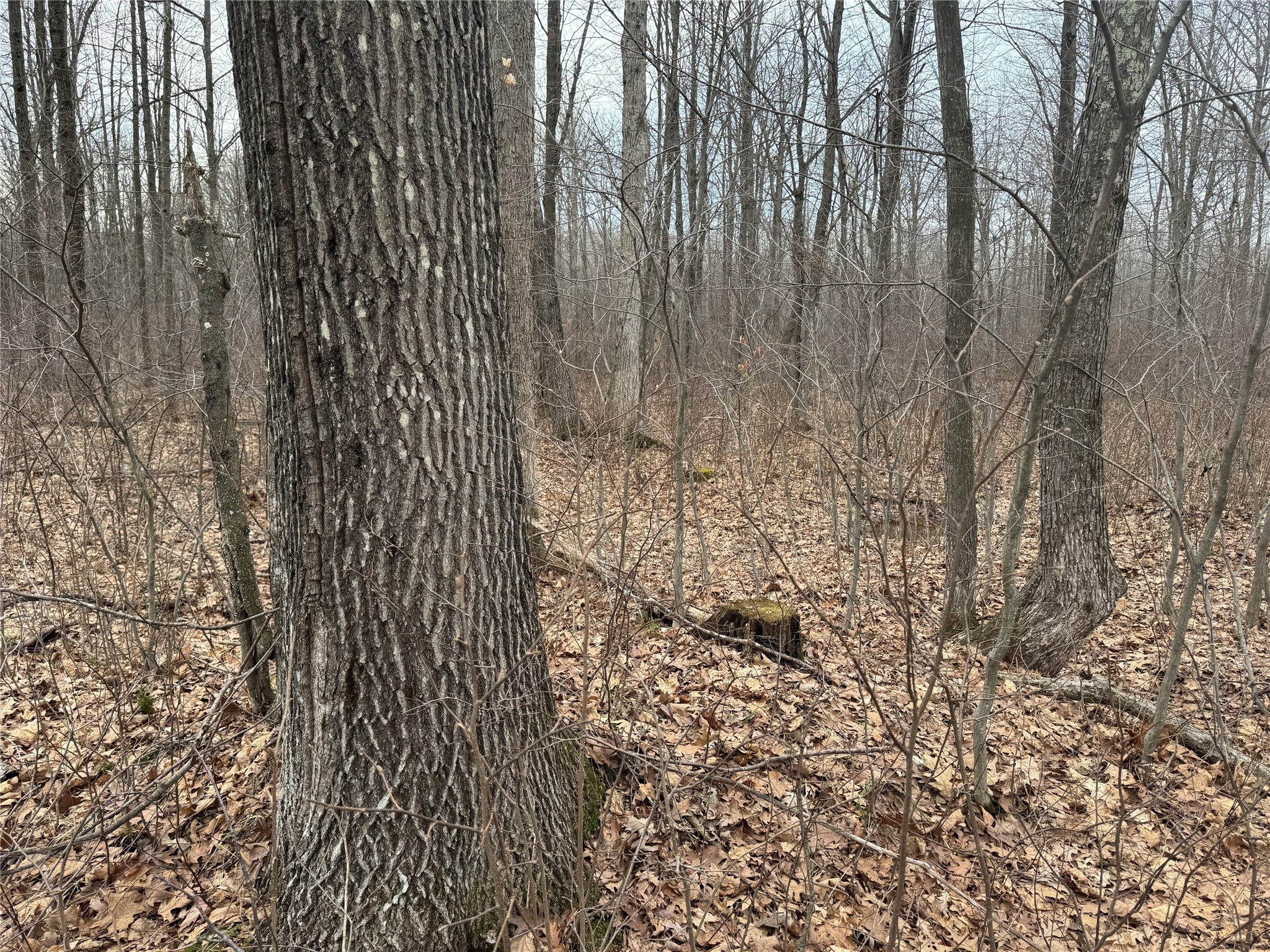 OOO Maple Granton WI 54436 1599056 image11