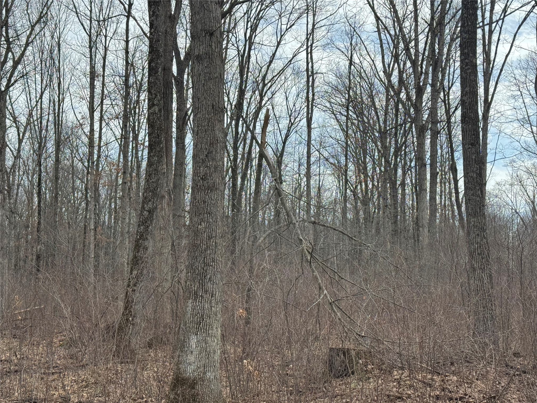 OOO Maple Granton WI 54436 1599056 image13