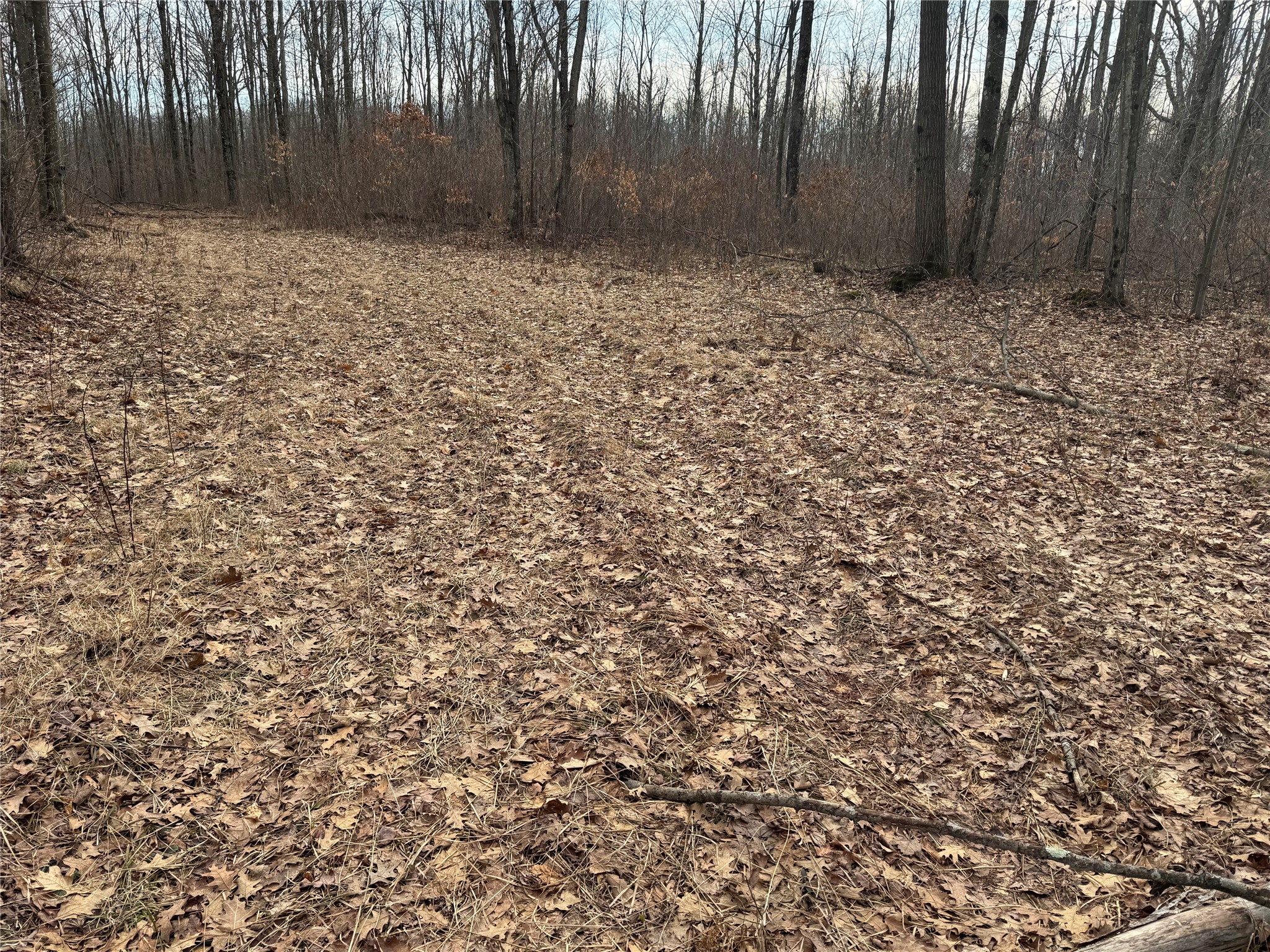 OOO Maple Granton WI 54436 1599056 image14