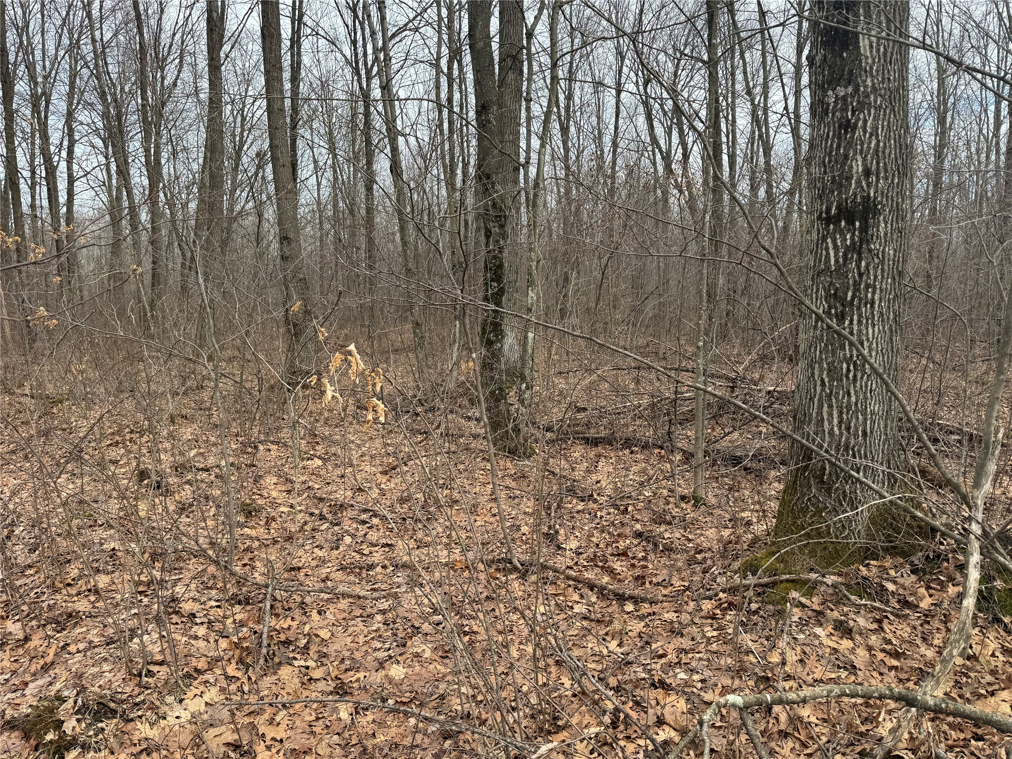 OOO Maple Granton WI 54436 1599056 image16