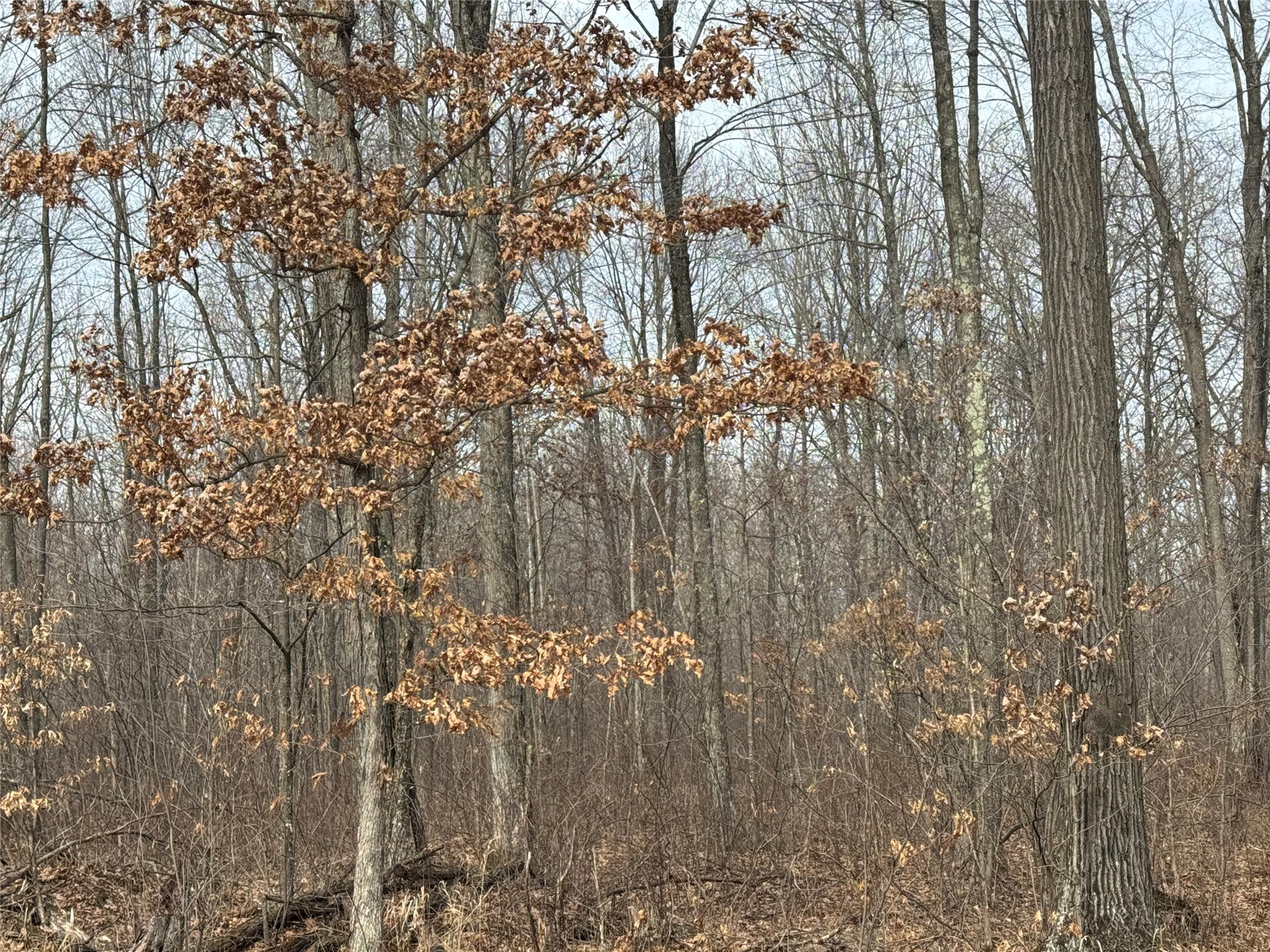 OOO Maple Granton WI 54436 1599056 image18