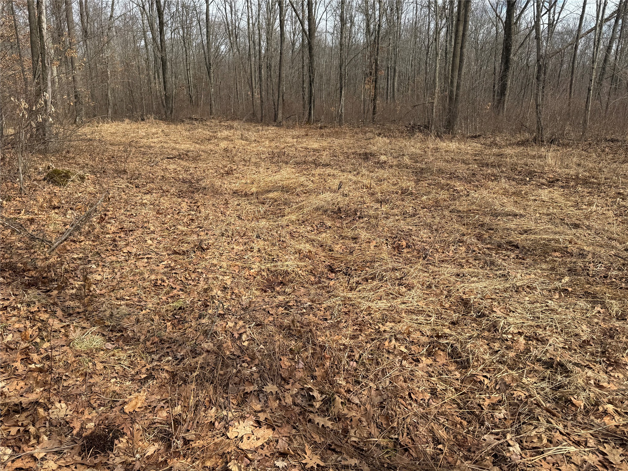 OOO Maple Granton WI 54436 1599056 image19