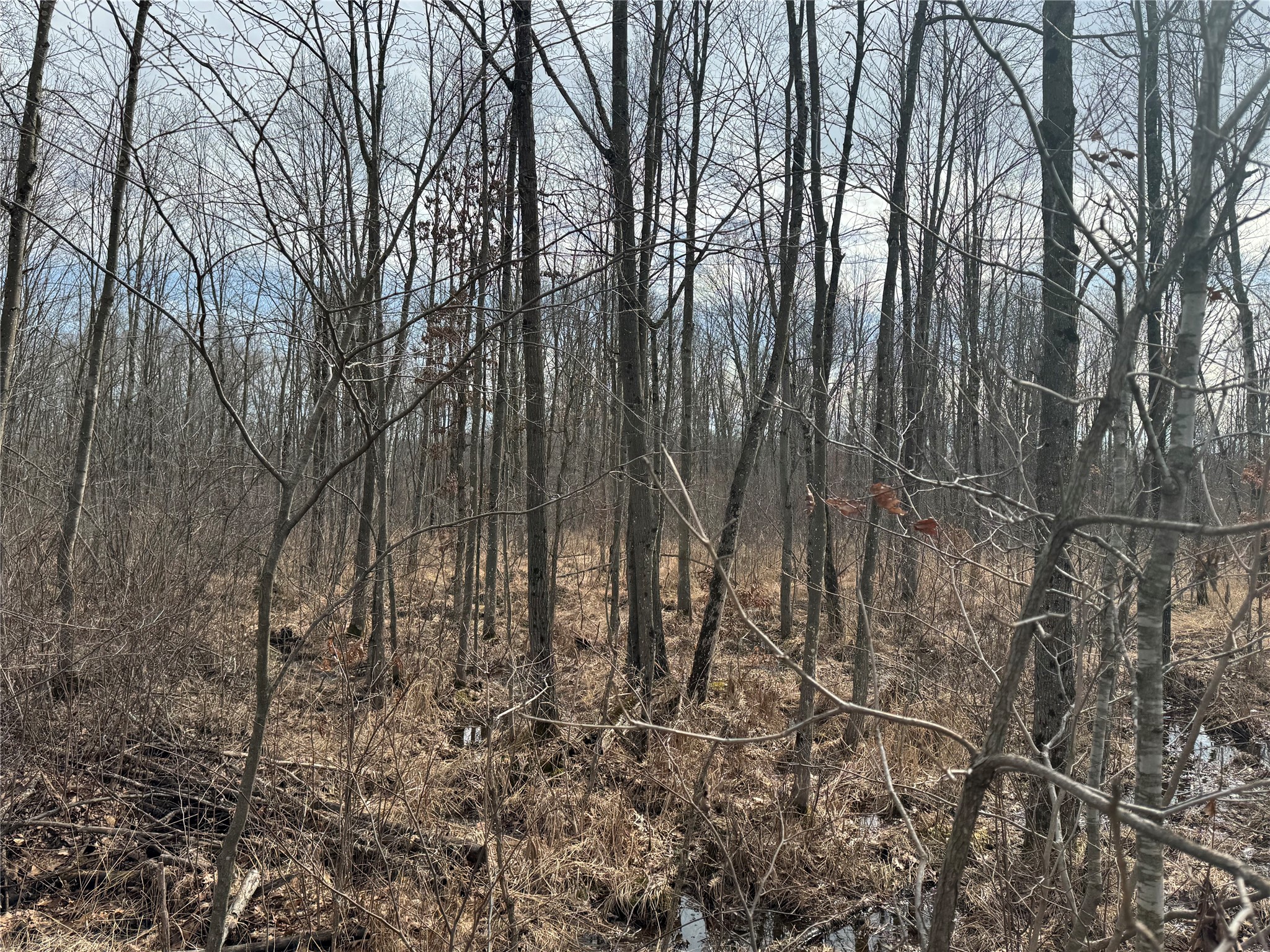 OOO Maple Granton WI 54436 1599056 image21