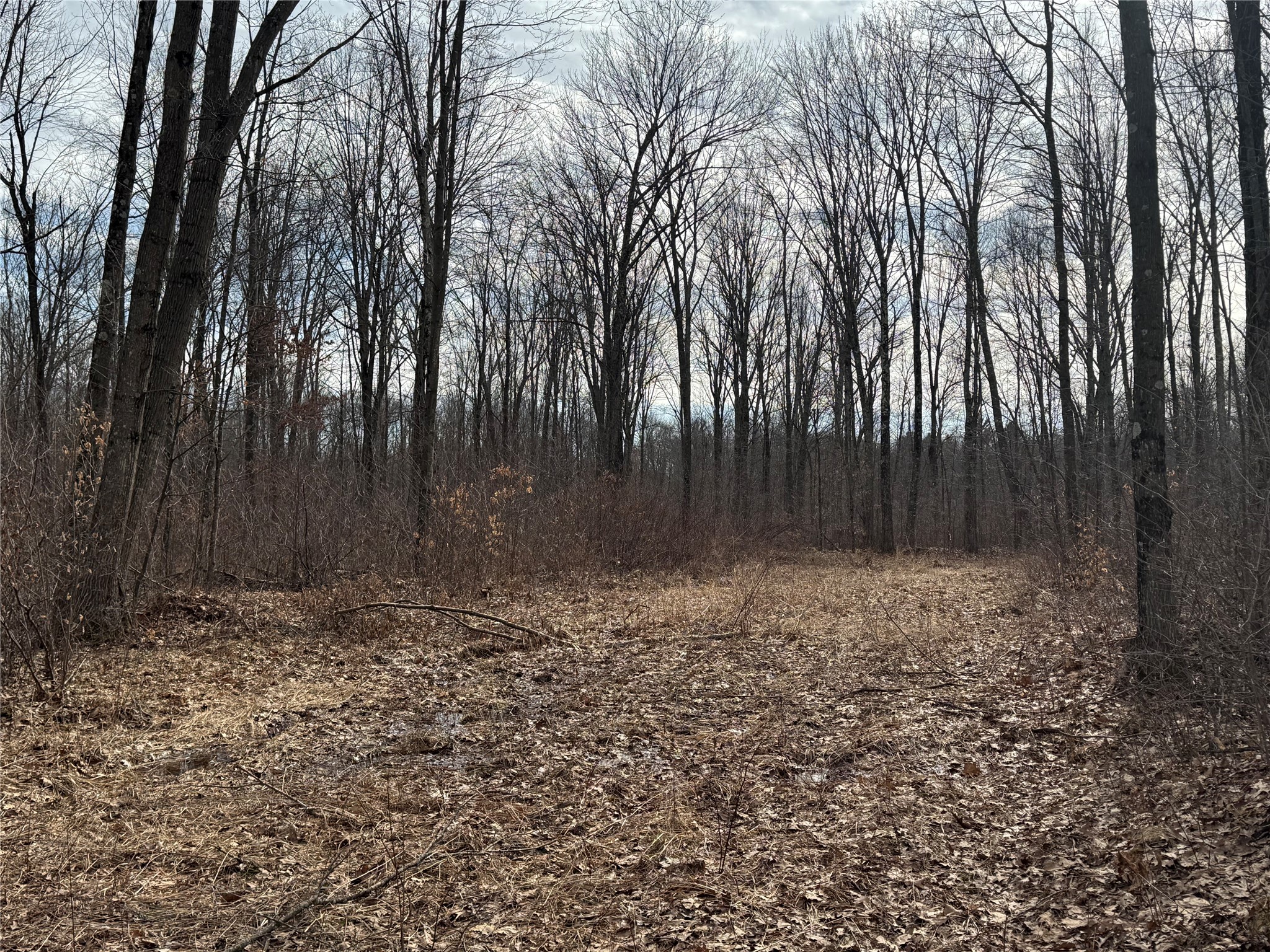 OOO Maple Granton WI 54436 1599056 image23