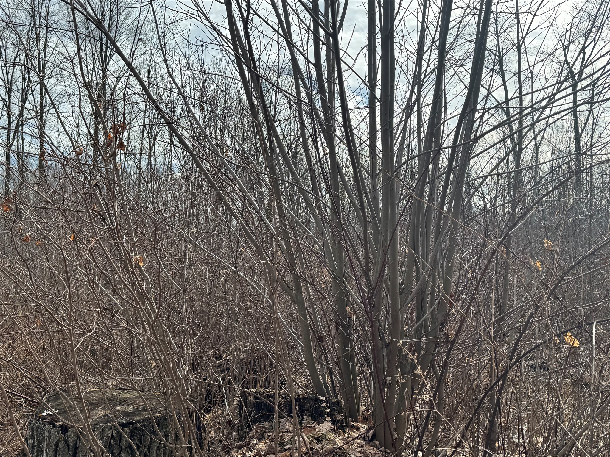 OOO Maple Granton WI 54436 1599056 image25