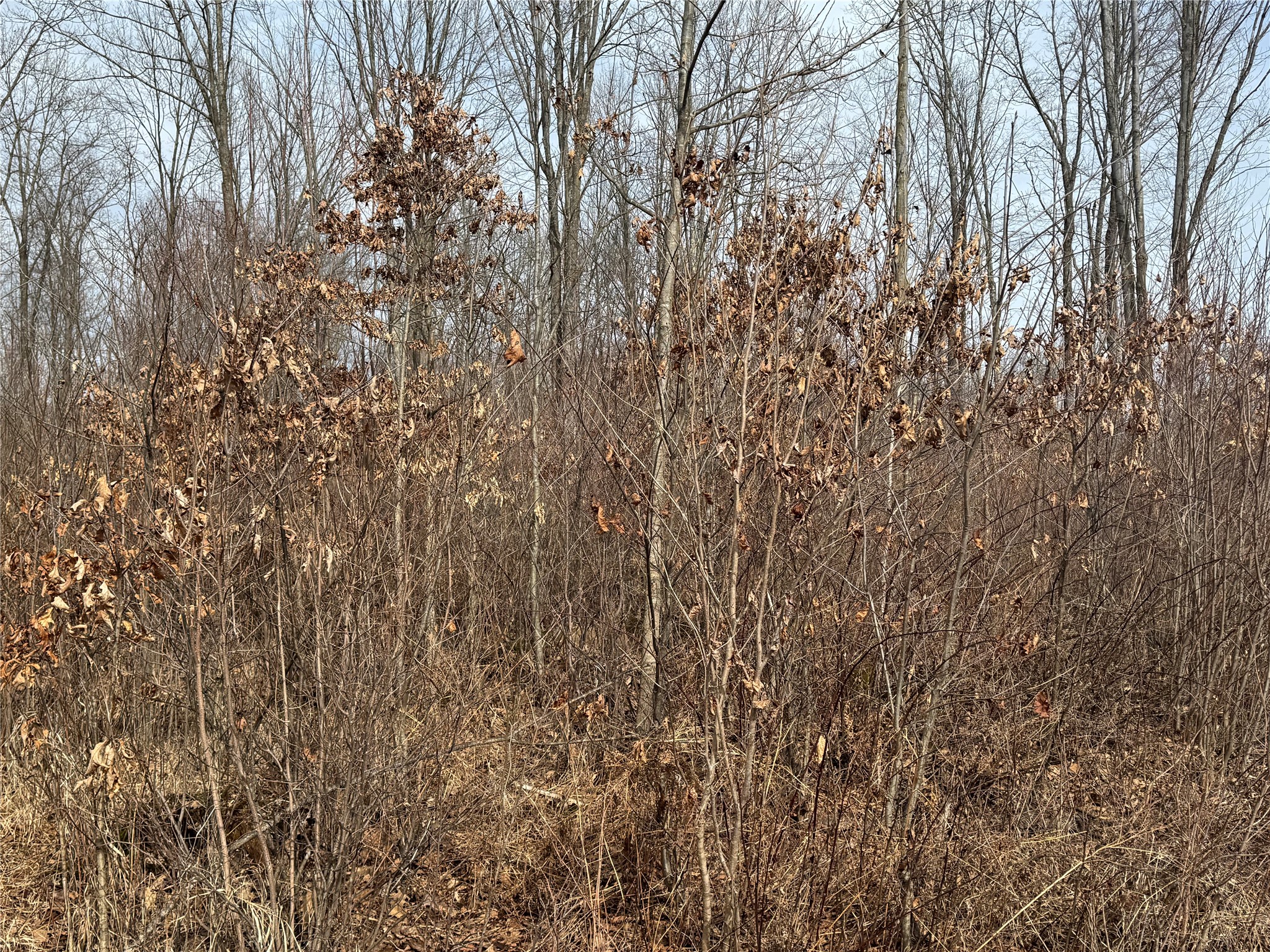 OOO Maple Granton WI 54436 1599056 image26