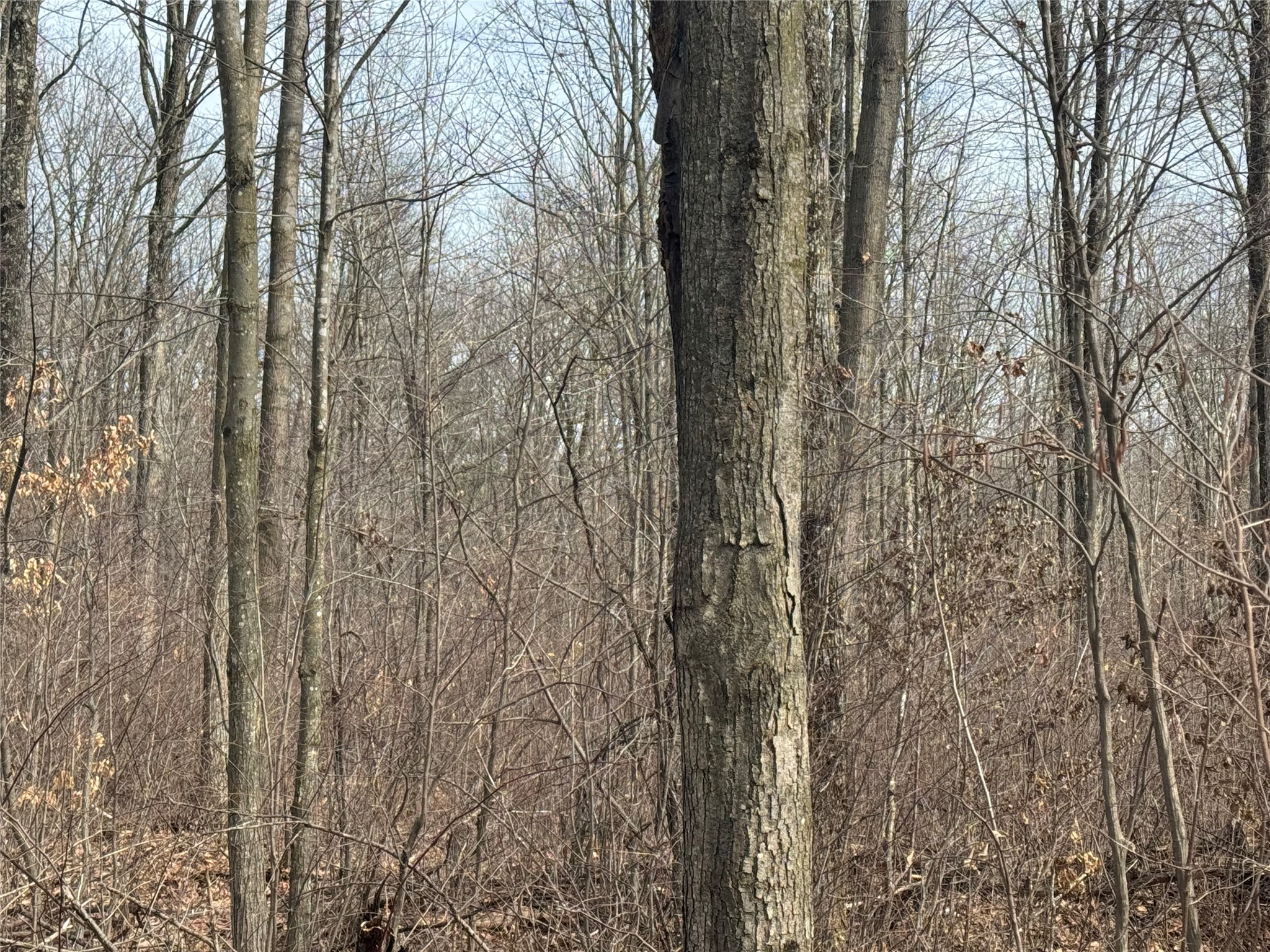 OOO Maple Granton WI 54436 1599056 image28