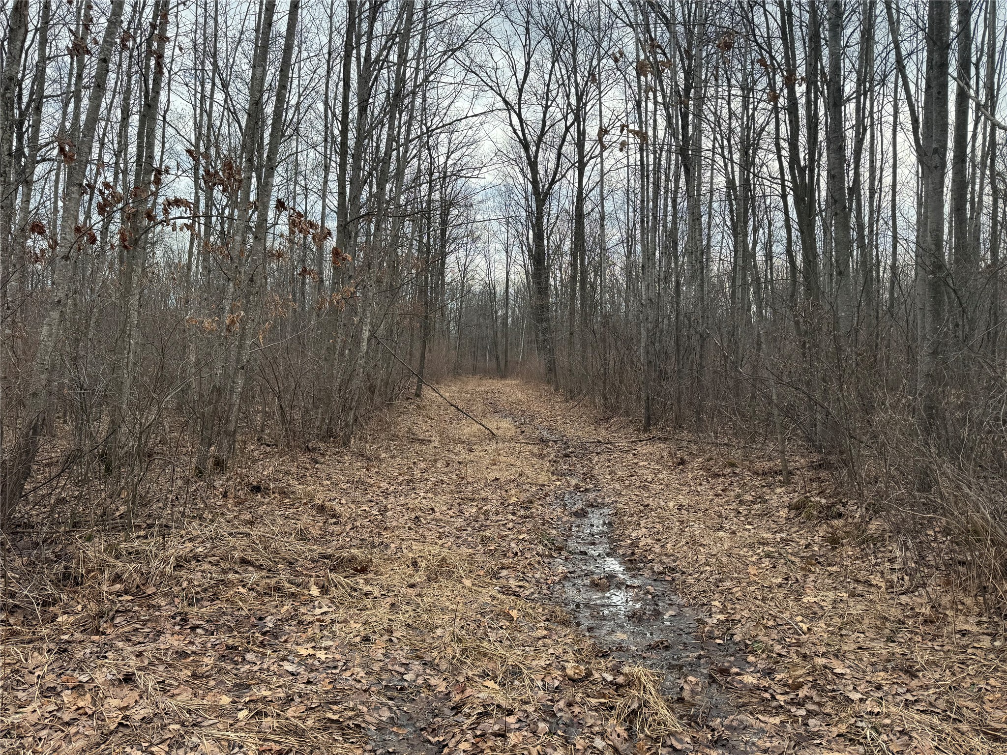 OOO Maple Granton WI 54436 1599056 image3