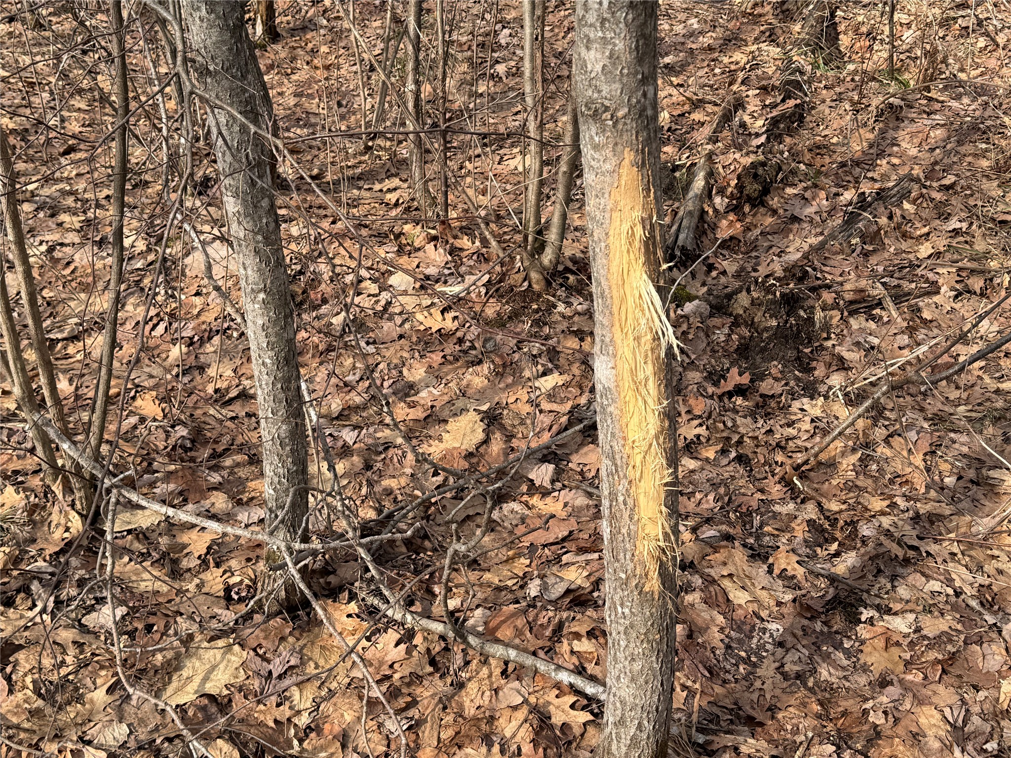 OOO Maple Granton WI 54436 1599056 image30